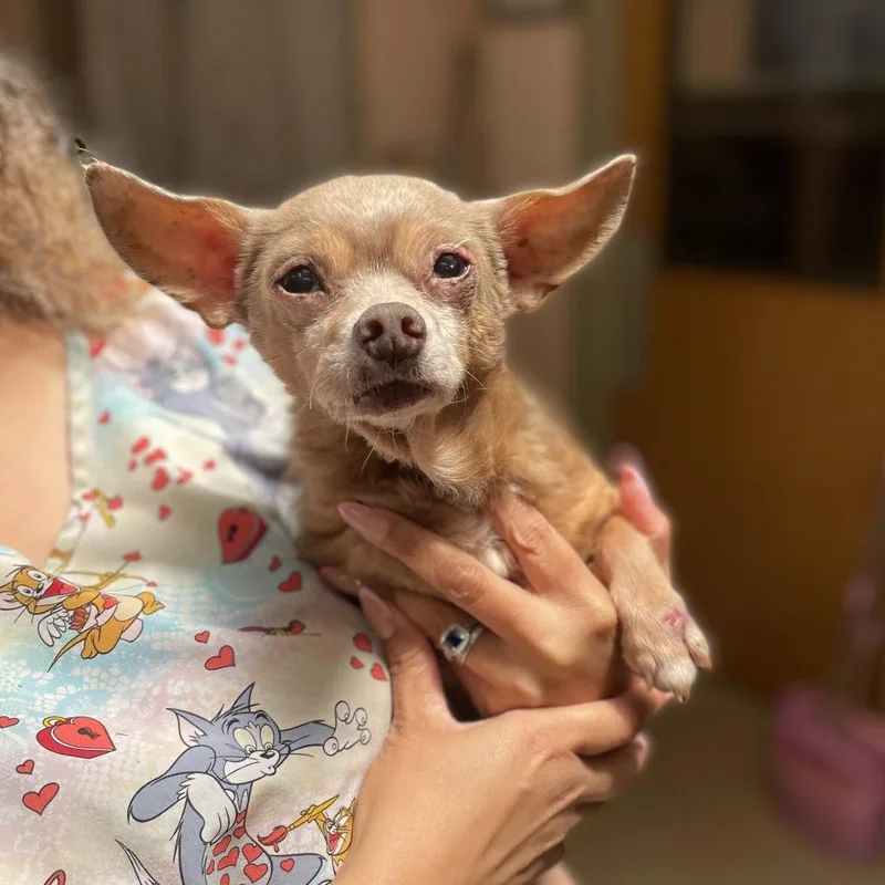 Gizmo