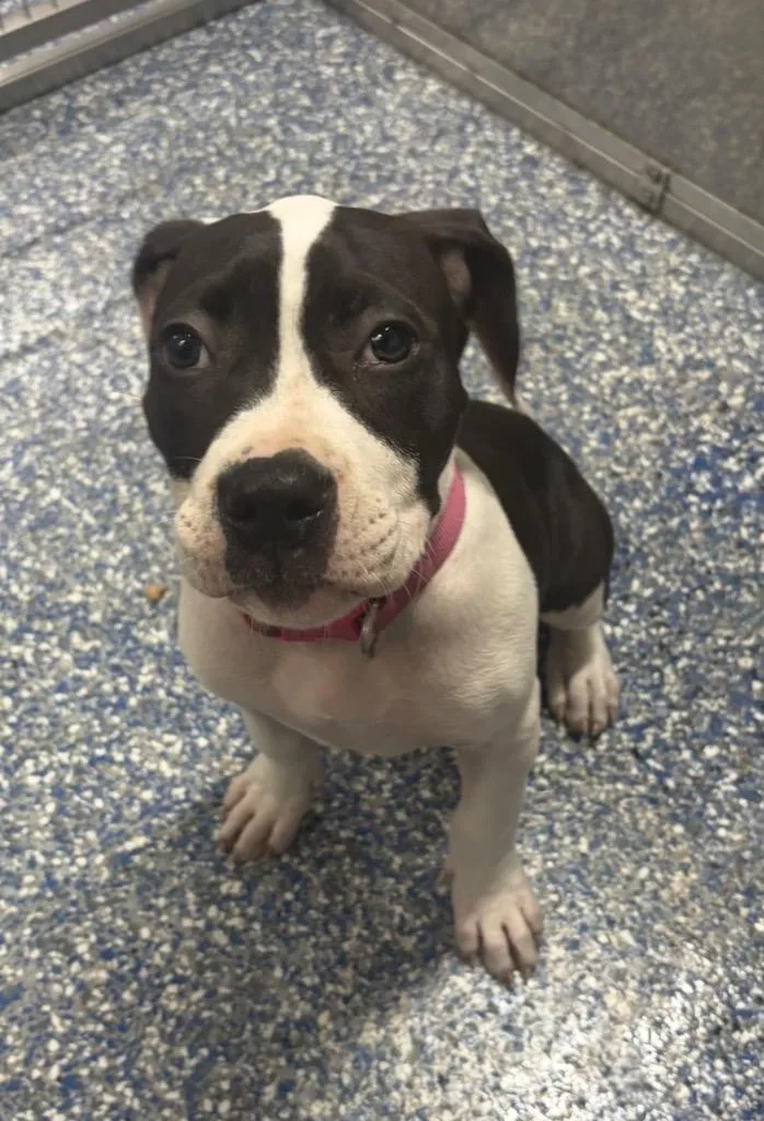 A baby small-sized female Boxer dog named Dina for adoption in Maumelle, AR
