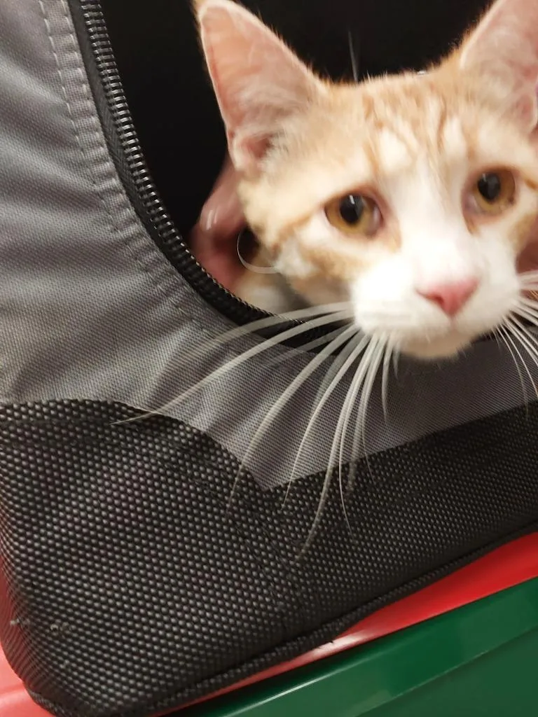 A baby medium-sized male Domestic Short Hair cat named Inspector Gadget for adoption in Mocksville, NC