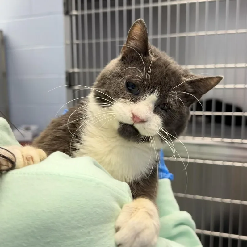 An adult medium-sized male Gray / Blue / Silver Domestic Short Hair cat named Purrlock Holmes for adoption in Martinsville, VA