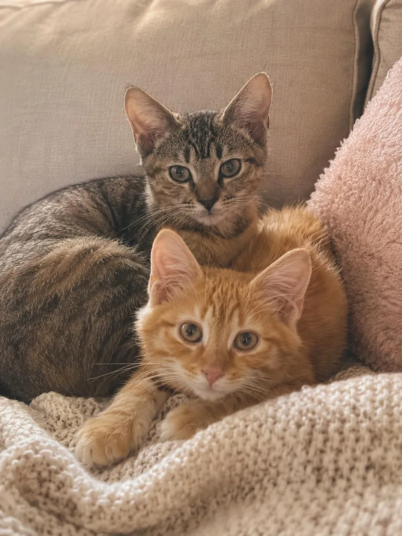 A baby medium-sized male Tabby (Orange / Red) Domestic Short Hair cat named Puck & Portia for adoption in Old Bridge, NJ