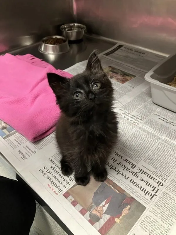Kiki
