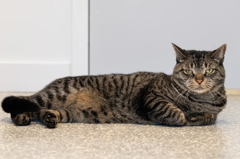 Mr. Addy thumbnail 3