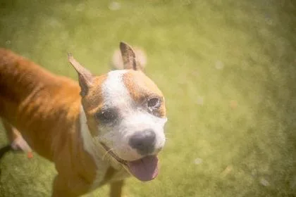 An adult large-sized male American Bulldog dog named Hollywood for adoption in Gainesville, FL