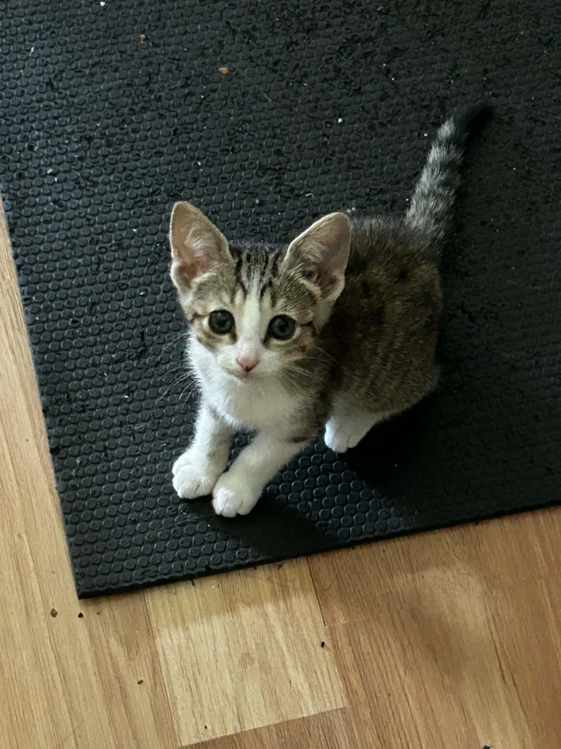 A baby small-sized female Tabby (Gray / Blue / Silver) Tabby cat named Tofu for adoption in Lawrenceville, GA
