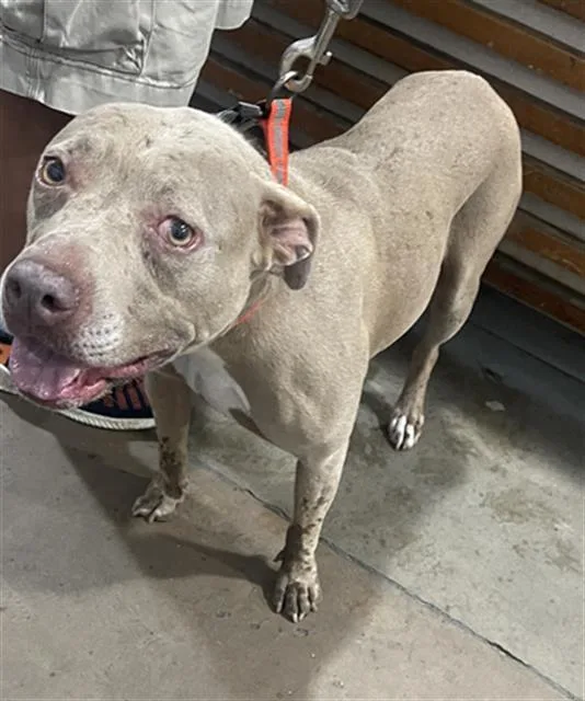 An adult medium-sized female Pit Bull Terrier dog named Mina for adoption in Dallas, TX