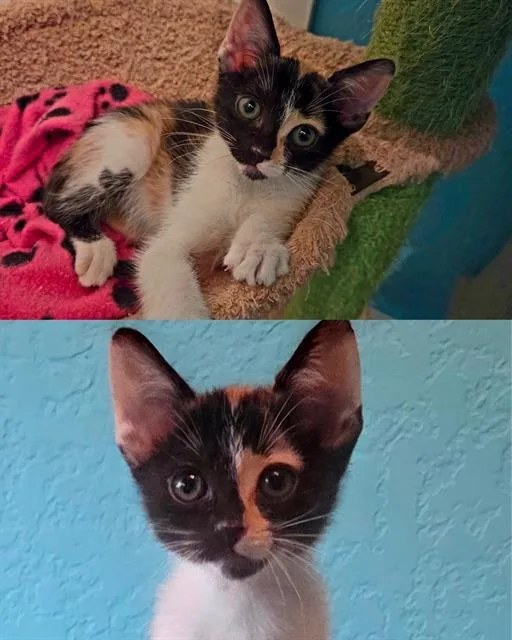 A baby small-sized female Domestic Short Hair cat named Tall Fry for adoption in Kent, WA
