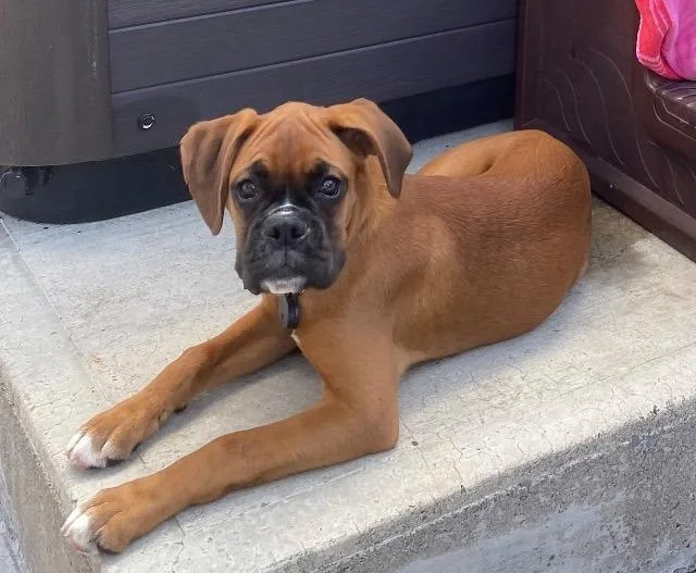 Cara