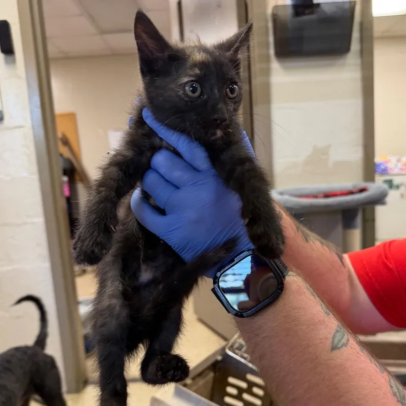 A baby small-sized female Tortoiseshell Domestic Short Hair cat named Maxine for adoption in Birmingham, AL