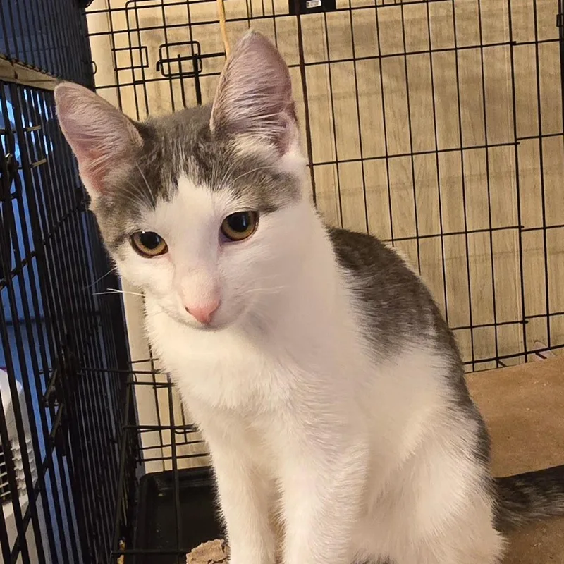 A baby small-sized male Buff / Tan / Fawn Domestic Short Hair cat named Presley for adoption in Grantsville, UT