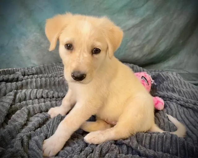 A baby large-sized male Australian Cattle Dog / Blue Heeler dog named Memphis for adoption in Salinas, CA