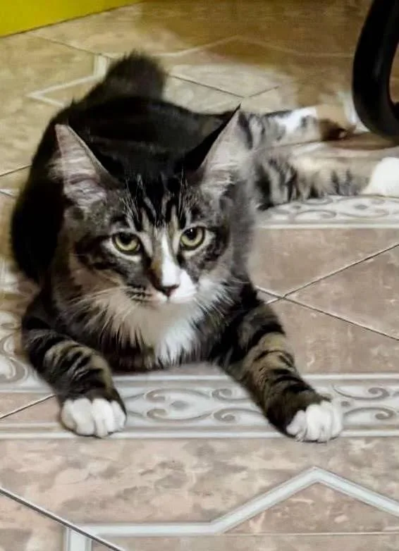 A young small-sized female Domestic Medium Hair cat named Dolly for adoption in Mission Viejo, CA