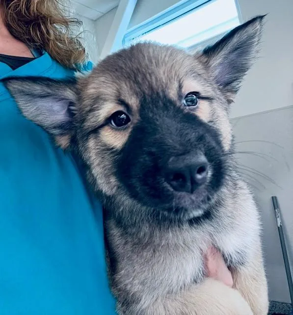 A baby medium-sized male German Shepherd Dog dog named A for adoption in Houston, TX