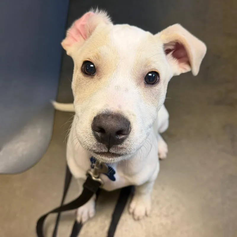 A baby small-sized male White / Cream Yellow Labrador Retriever dog named Rubin for adoption in Wilmington, DE