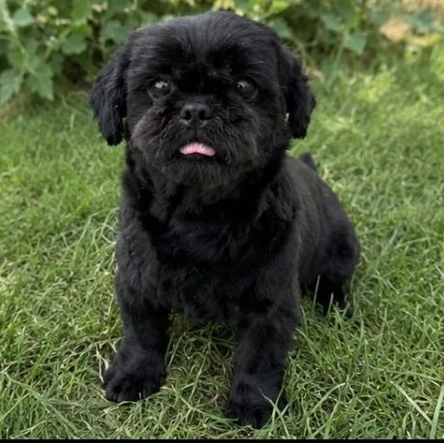 An adult small-sized female Black Shih Tzu dog named Molly for adoption in Pelham, NH