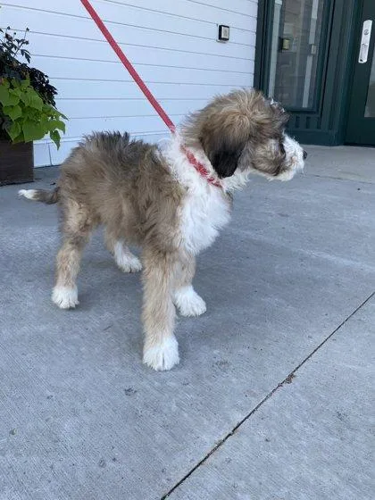 A baby small-sized male Australian Shepherd dog named Marlowe for adoption in Fergus Falls, MN