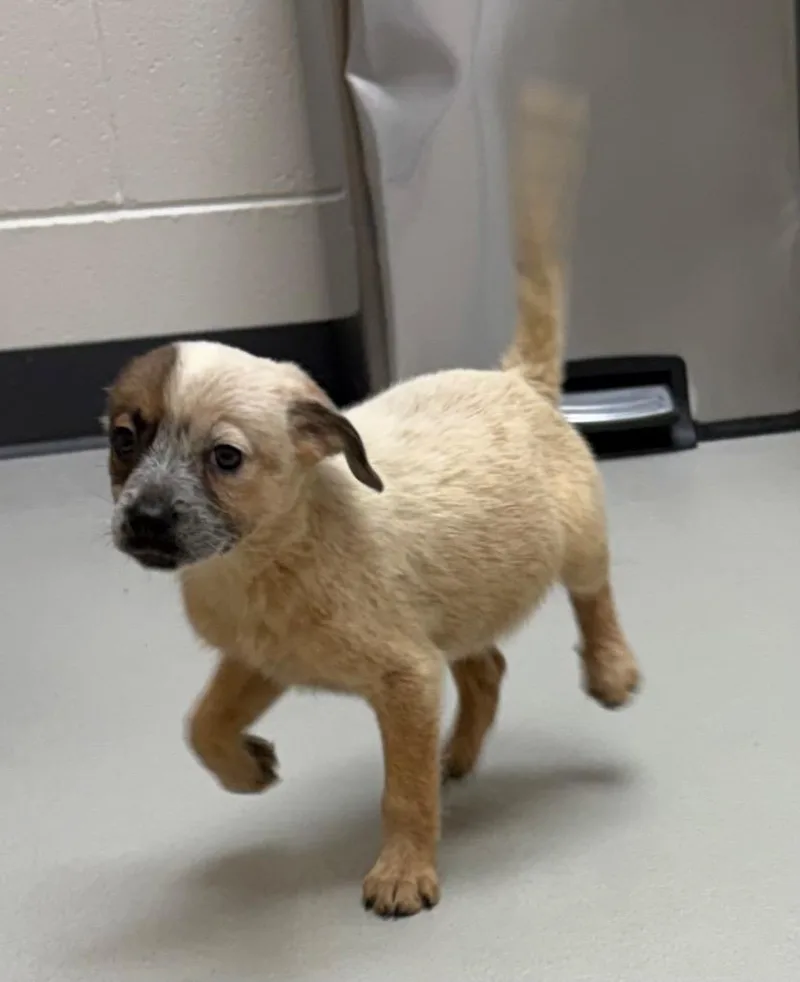 A baby medium-sized male Australian Cattle Dog / Blue Heeler dog named Miles for adoption in Greeneville, TN