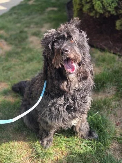 An adult large-sized male Standard Poodle dog named Crockett for adoption in Westland, MI