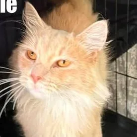 A young small-sized male Domestic Long Hair cat named Chester for adoption in Washington, DC