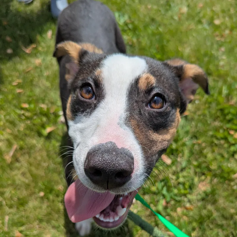 A young medium-sized male Tricolor (Brown, Black, & White) Mountain Dog dog named Dash for adoption in Valparaiso, IN