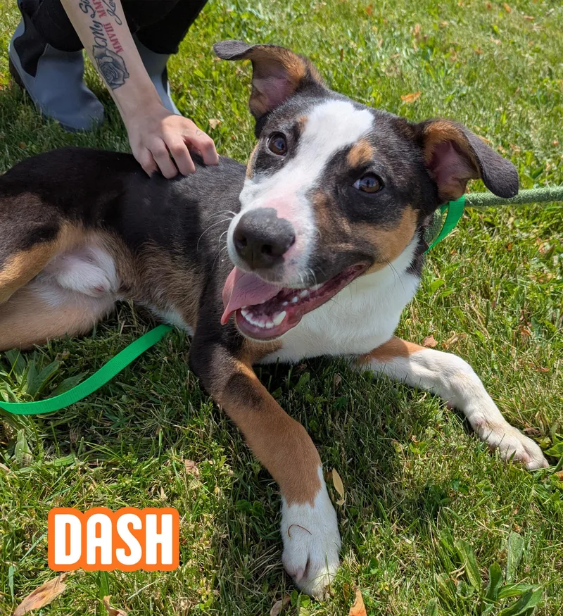 Dash thumbnail 2