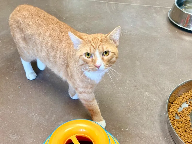 A young medium-sized male Domestic Short Hair cat named Slap Jack for adoption in Cincinnati, OH