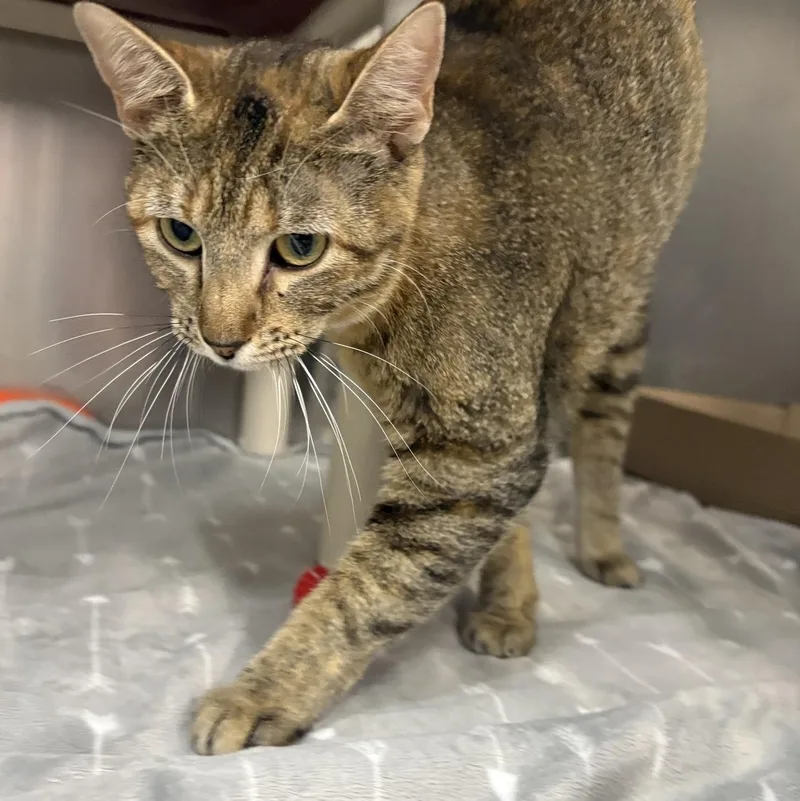 A young medium-sized female Torbie Domestic Short Hair cat named Tammy Lynn for adoption in Saint Charles, MO