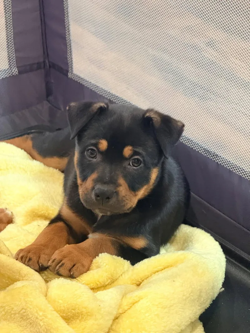 A baby large-sized female Labrador Retriever dog named Jolie for adoption in Tarrytown, GA