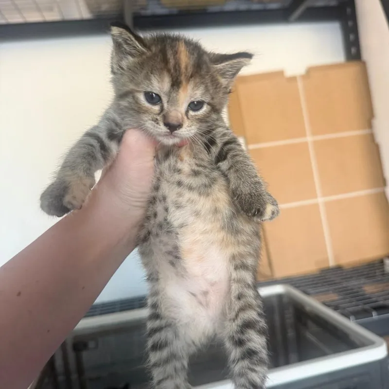 A baby small-sized female Brown / Chocolate Domestic Short Hair cat named Cabbage Bowers for adoption in Woodstock, VA