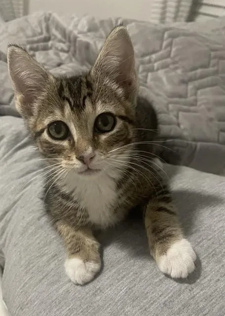 A baby small-sized female Domestic Short Hair cat named Ginger for adoption in Fort Myers, FL