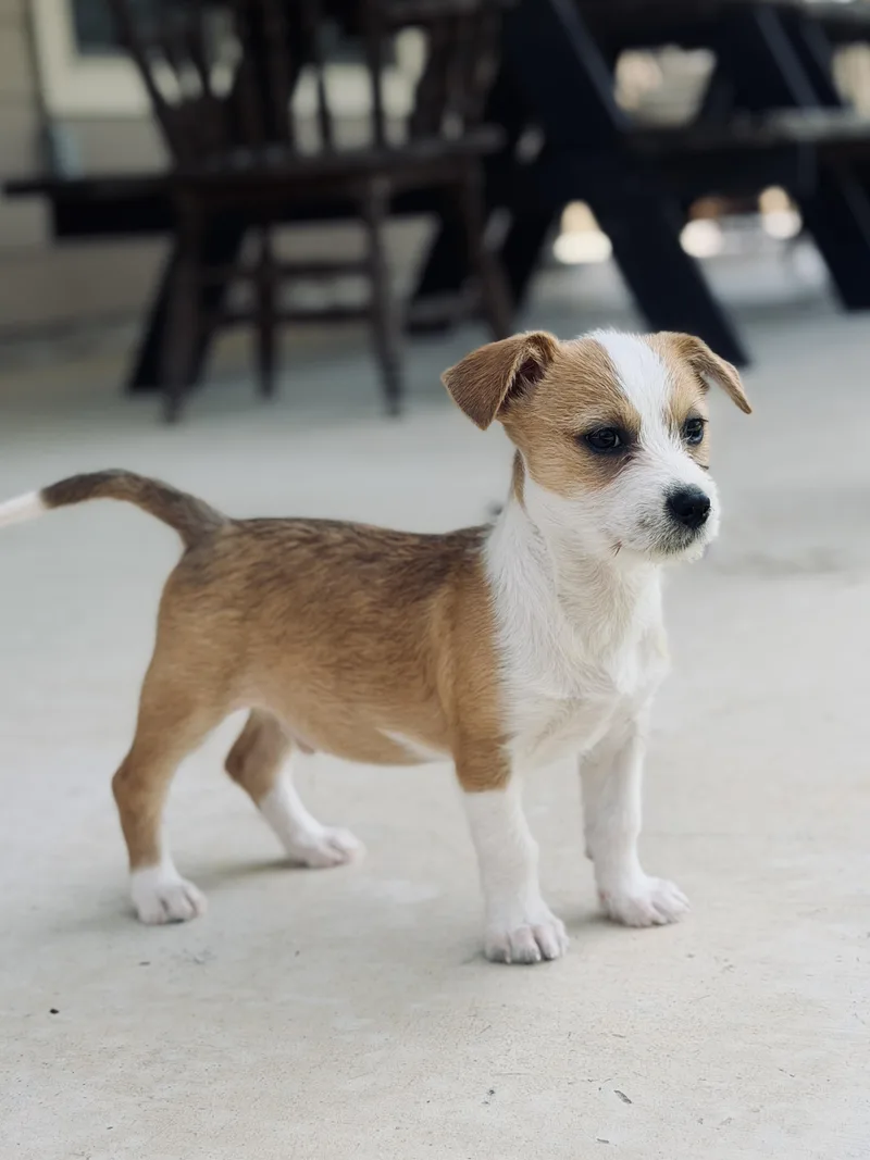 Oliver