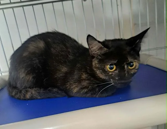 A baby small-sized female Domestic Short Hair cat named Methuselah for adoption in Easton, MD