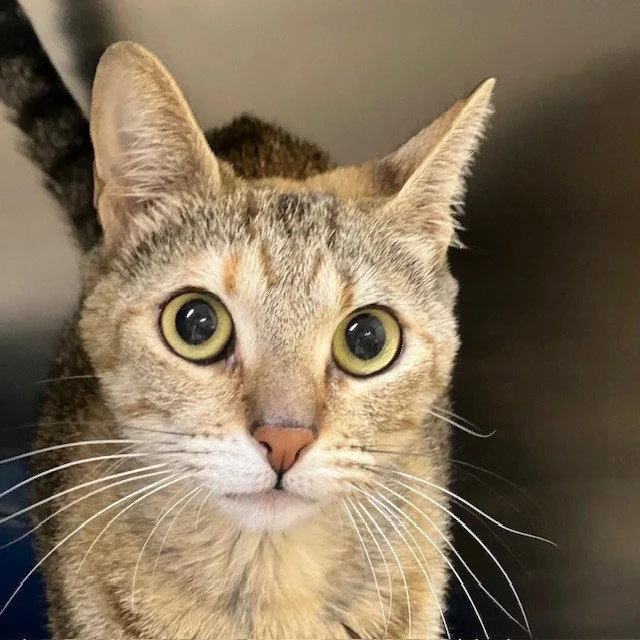 An adult medium-sized female Domestic Short Hair cat named Lime for adoption in Burlingame, CA