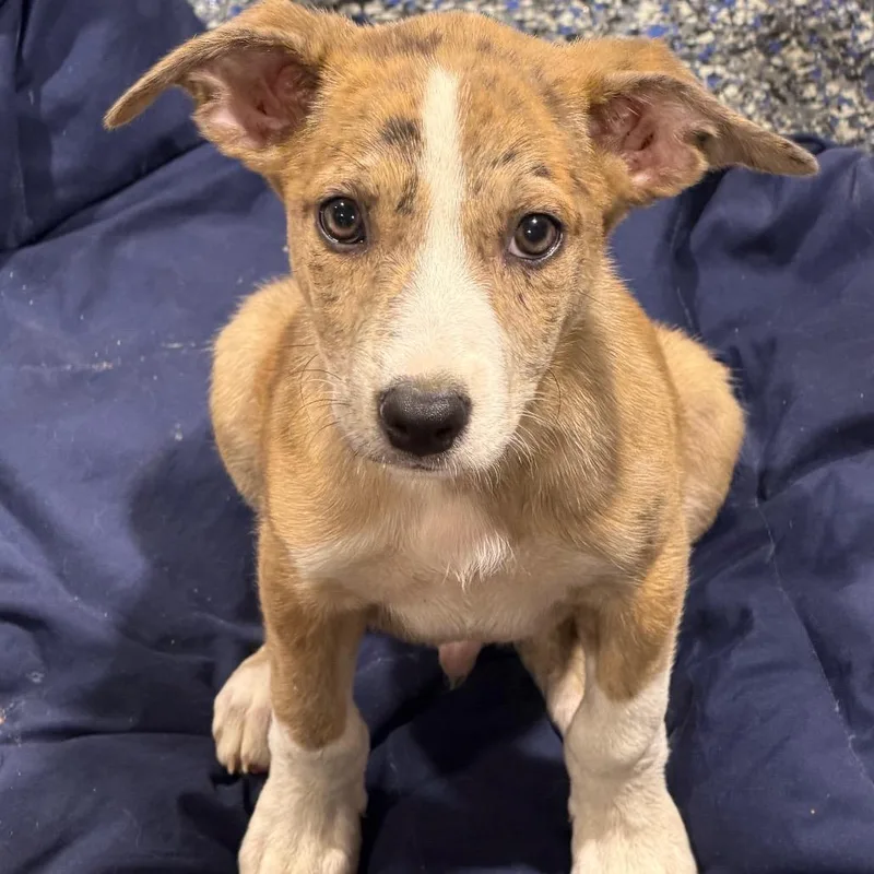 A baby medium-sized female Brown / Chocolate Australian Shepherd dog named Peach for adoption in Duck River, TN
