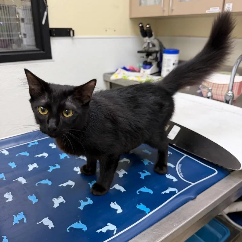 A young medium-sized male Black Domestic Medium Hair cat named Jonah for adoption in Galveston, TX