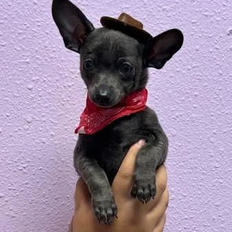 Howdy