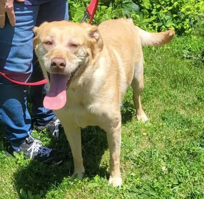 A young medium-sized female Yellow / Tan / Blond / Fawn Labrador Retriever dog named Kaia for adoption in St. Clairsville, OH