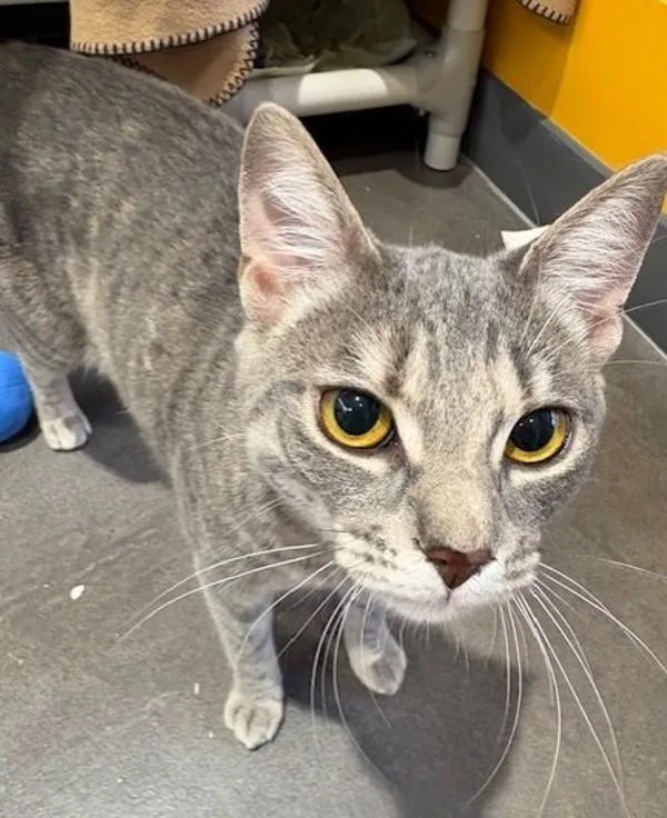 An adult small-sized female Domestic Short Hair cat named Kaila for adoption in San Diego, CA