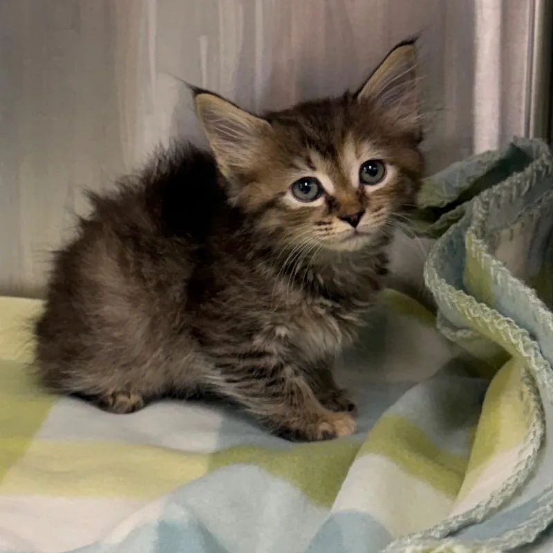 A young medium-sized male Tabby (Brown / Chocolate) Domestic Long Hair cat named Dr. Zoomsalot for adoption in Kansas City, KS