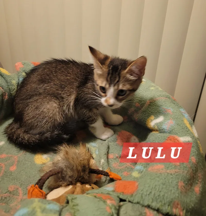 A baby medium-sized female Tabby (Brown / Chocolate) Domestic Short Hair cat named Lulu for adoption in Orange, CA