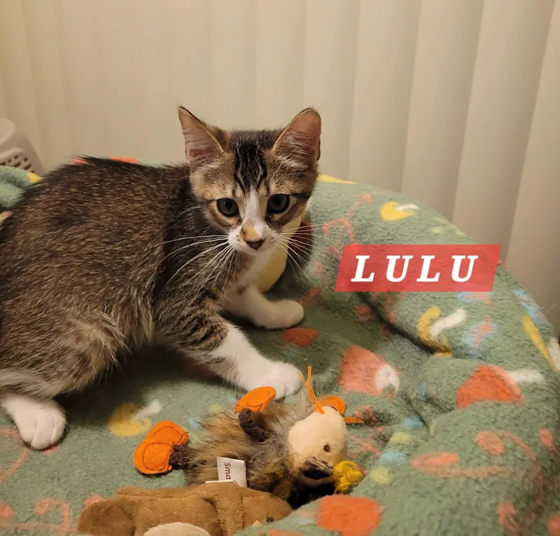 Lulu thumbnail 2