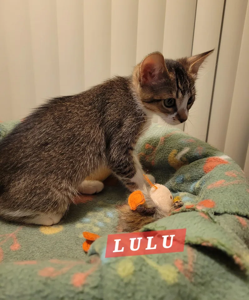 Lulu thumbnail 3