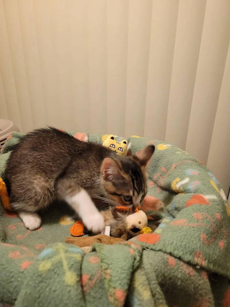 Lulu thumbnail 4