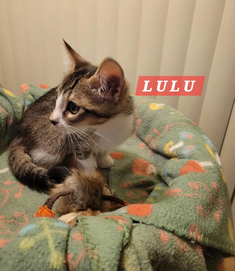 Lulu thumbnail 5