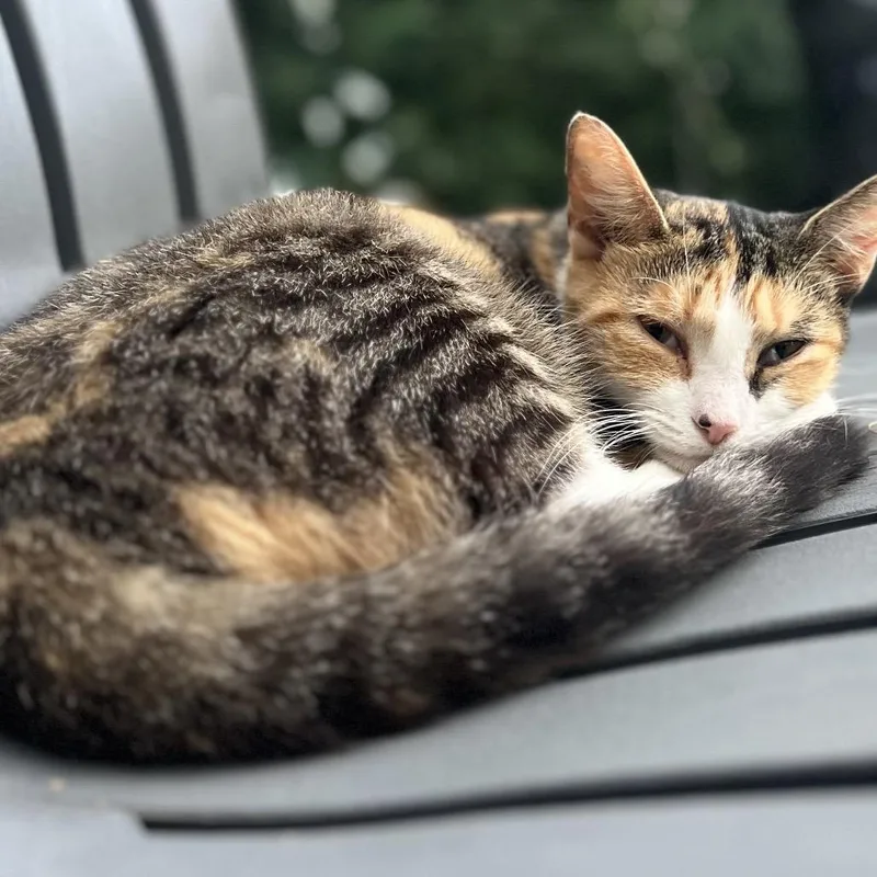 A young medium-sized female Calico Domestic Short Hair cat named Sunshine for adoption in Greensboro, NC