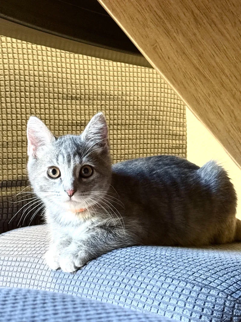 A baby small-sized female Gray / Blue / Silver Domestic Medium Hair cat named Audrey for adoption in Walnut Creek, CA