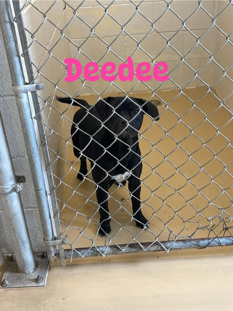 A young medium-sized female Black French Bulldog dog named Deedee for adoption in Clyde, TX