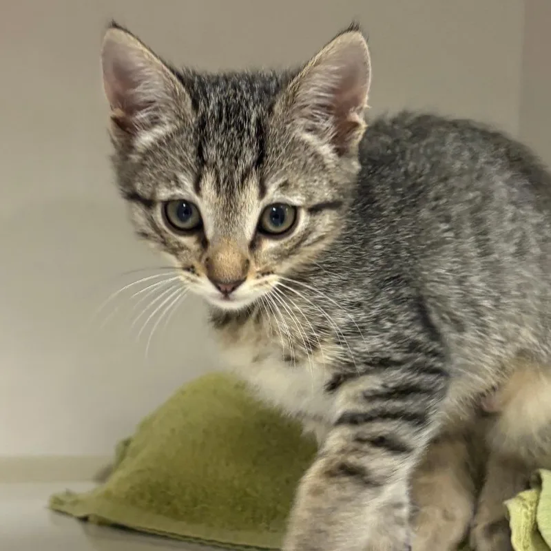 A baby small-sized female Brown / Chocolate Domestic Short Hair cat named Orbitty for adoption in Redwood City, CA