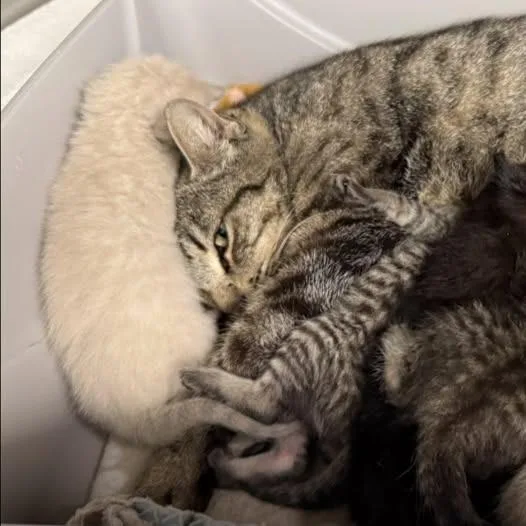 Orbitty thumbnail 2
