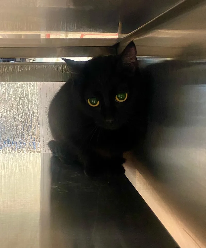 An adult medium-sized female Domestic Short Hair cat named Princess A for adoption in Plano, TX
